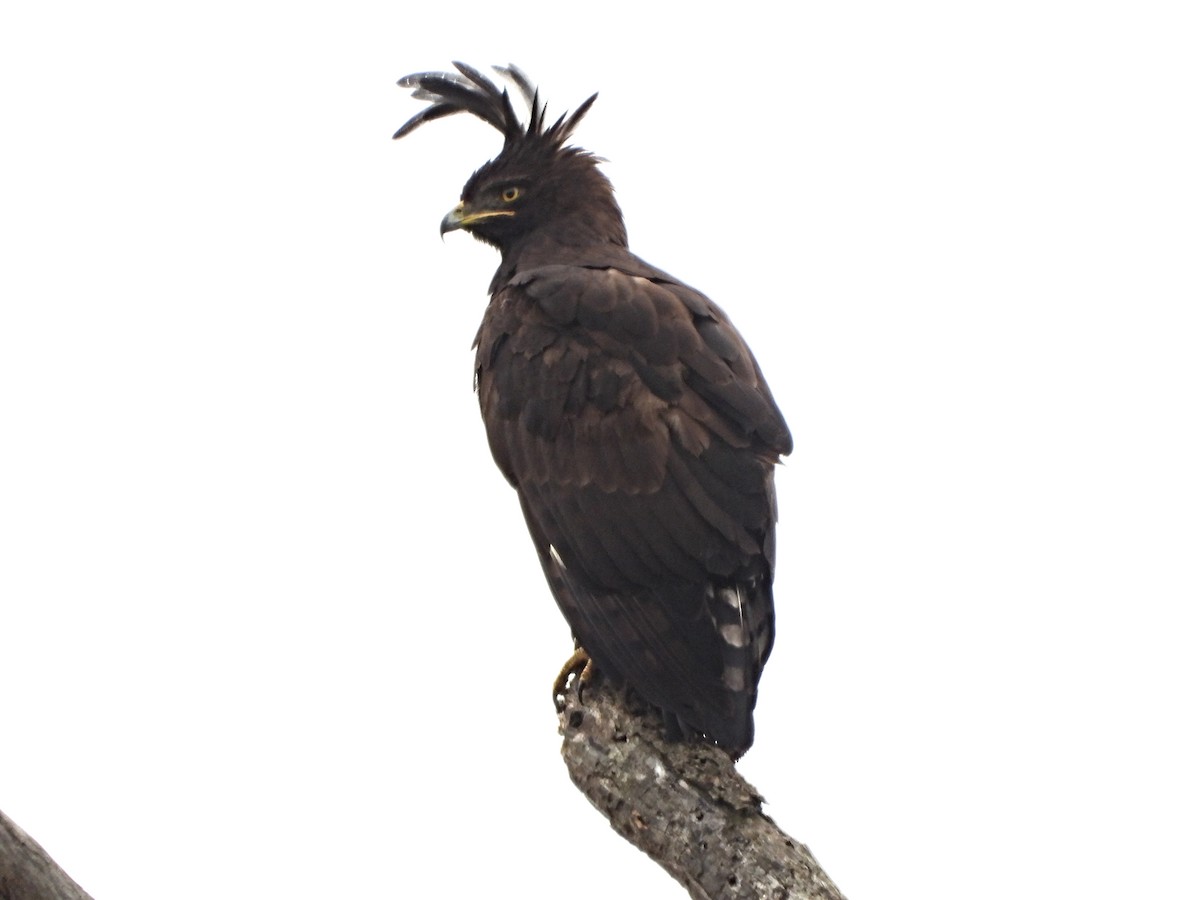 Long-crested Eagle - ML643703972