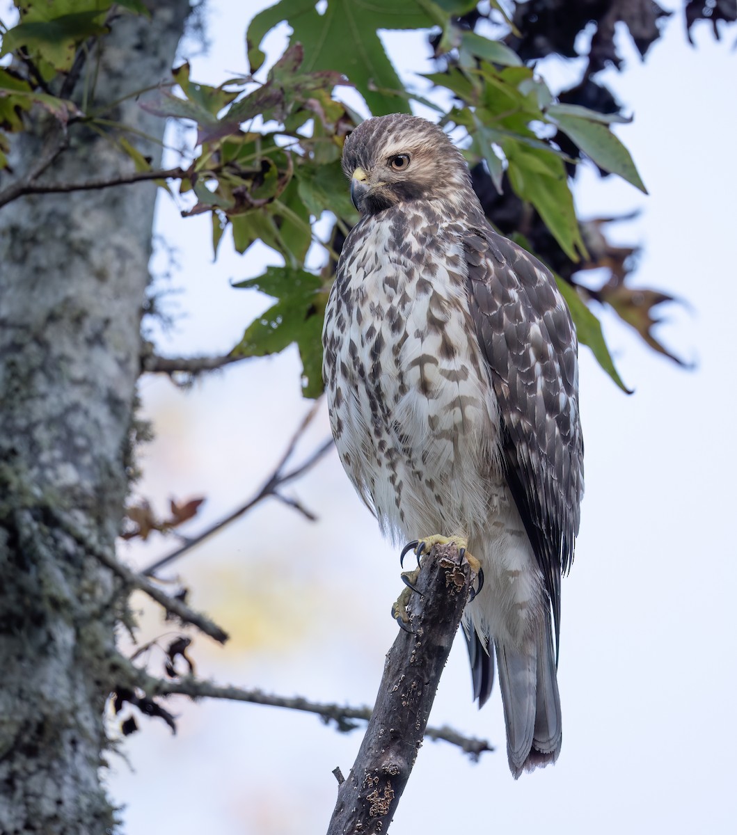 Red-shouldered Hawk - ML643703974