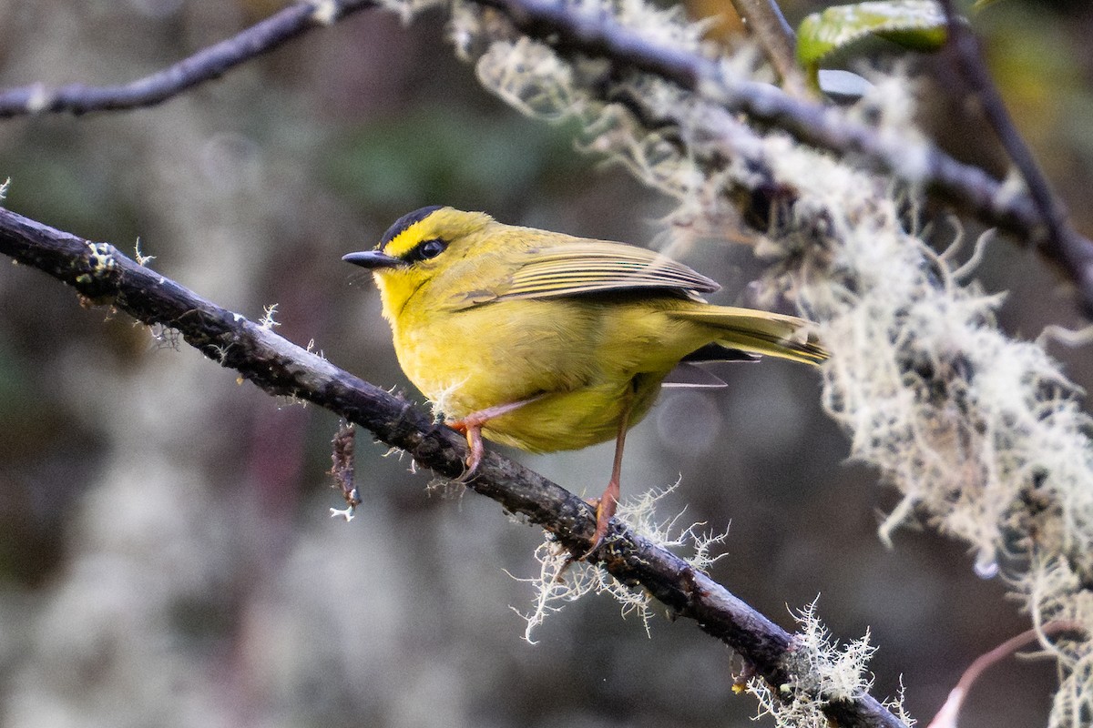 Black-crested Warbler - ML643704006