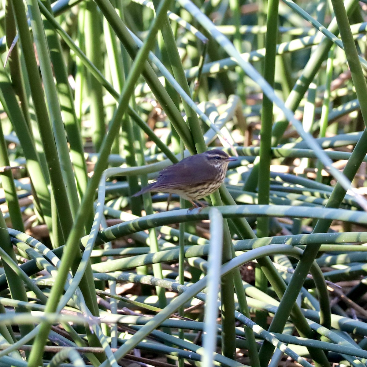 Northern Waterthrush - ML643704033