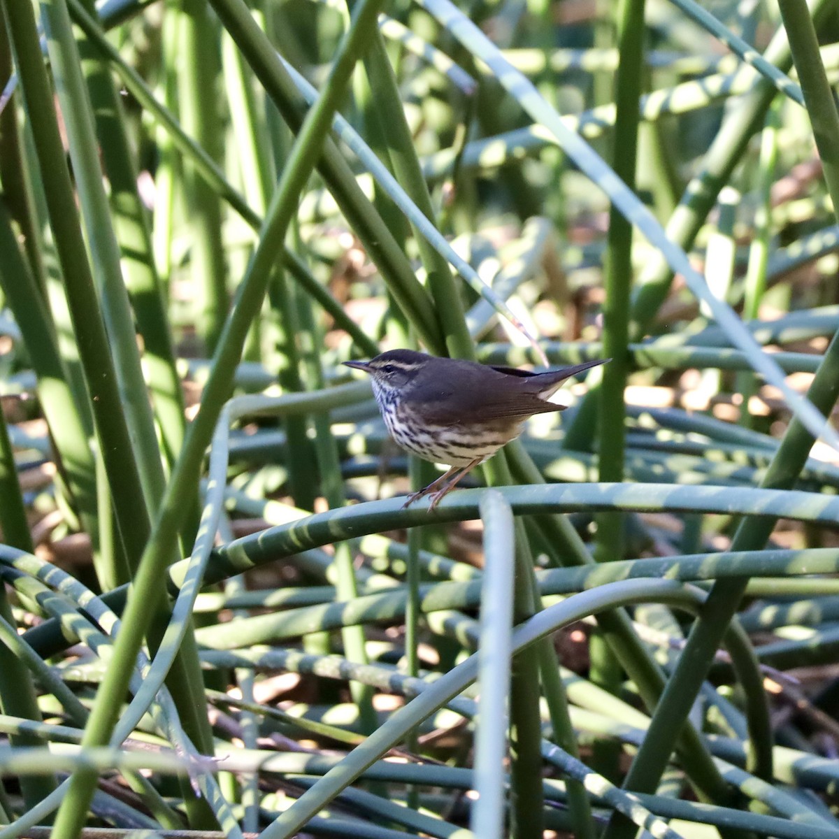Northern Waterthrush - ML643704034