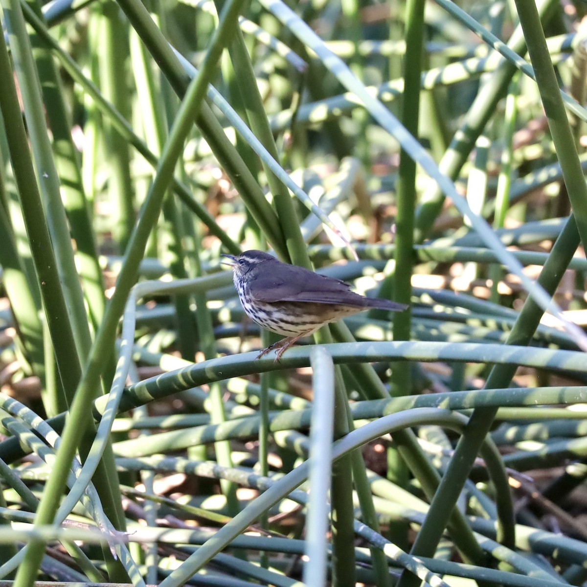 Northern Waterthrush - ML643704035
