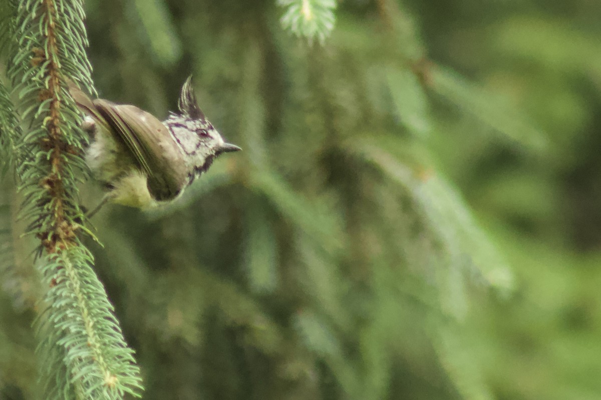 Mésange huppée - ML643704046