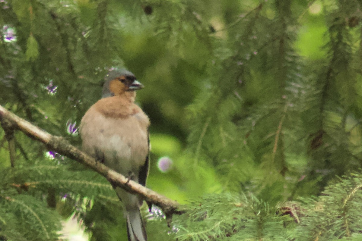 Common Chaffinch - ML643704078