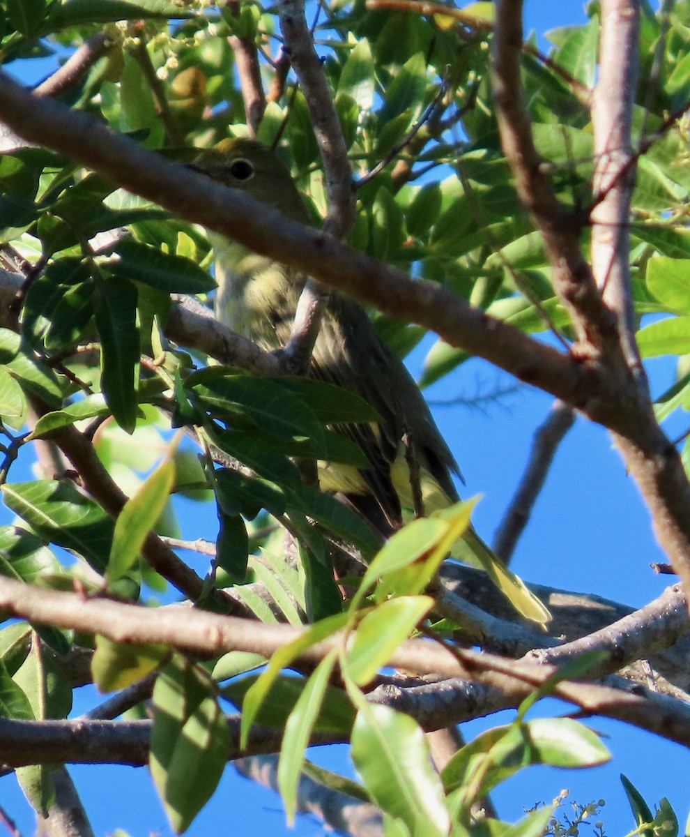 Summer Tanager - ML643704080