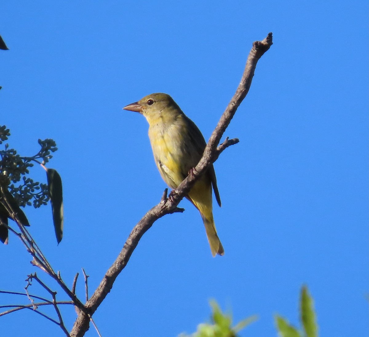 Summer Tanager - ML643704081