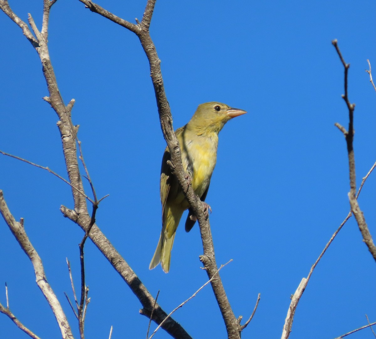 Summer Tanager - ML643704082