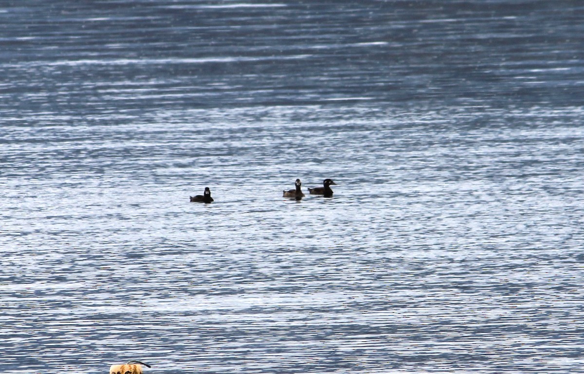 Surf Scoter - ML643704083