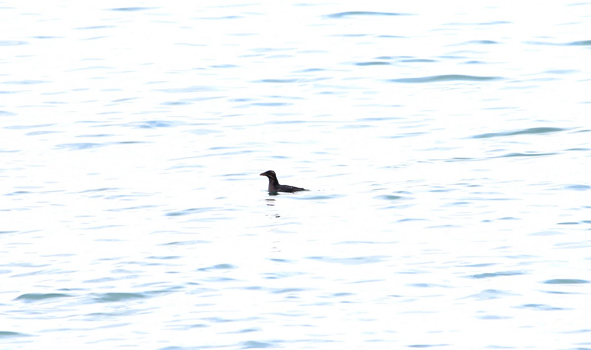 Rhinoceros Auklet - ML643704118