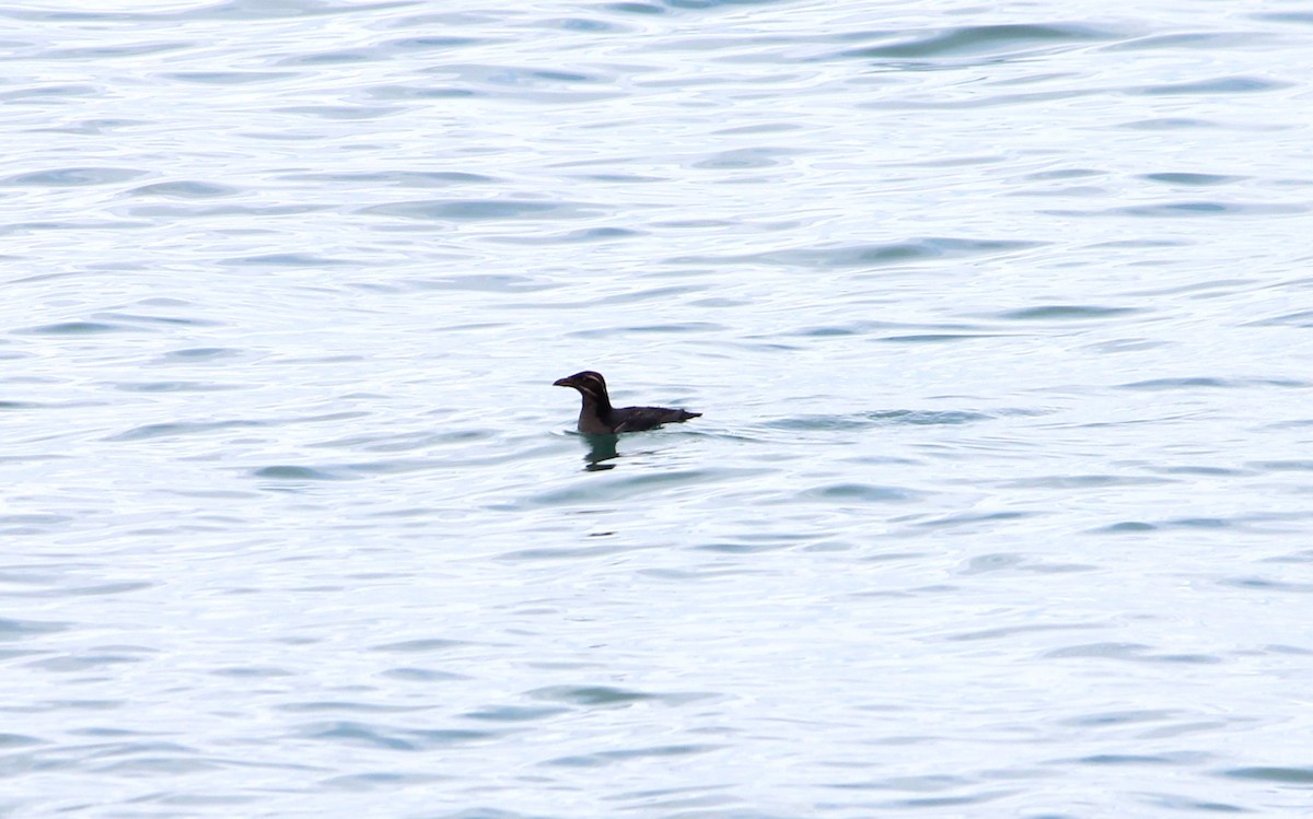 Rhinoceros Auklet - ML643704119