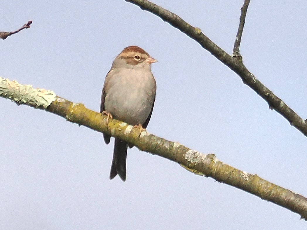 Chipping Sparrow - ML643704120