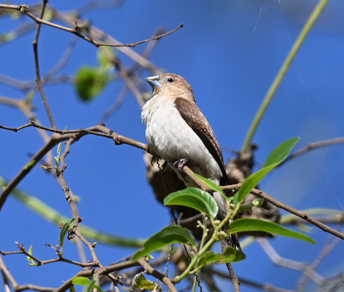 African Silverbill - ML643704140