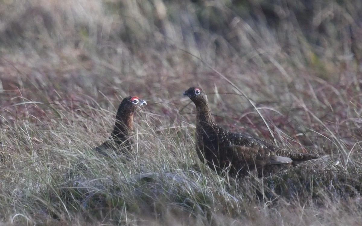 Willow Ptarmigan - ML643704141