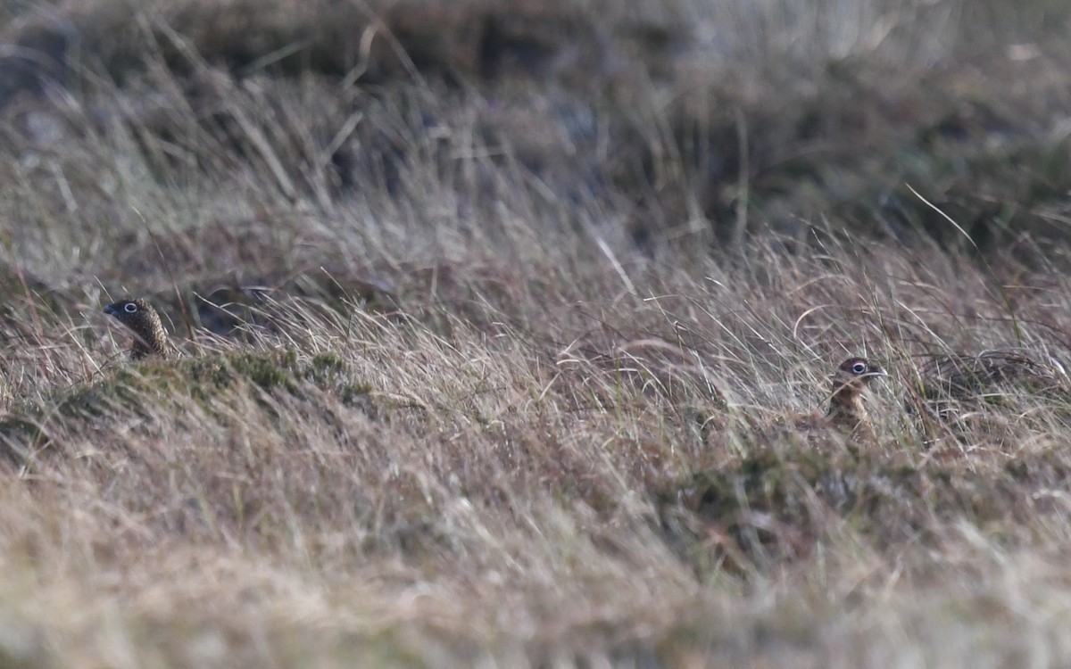 Willow Ptarmigan - ML643704142