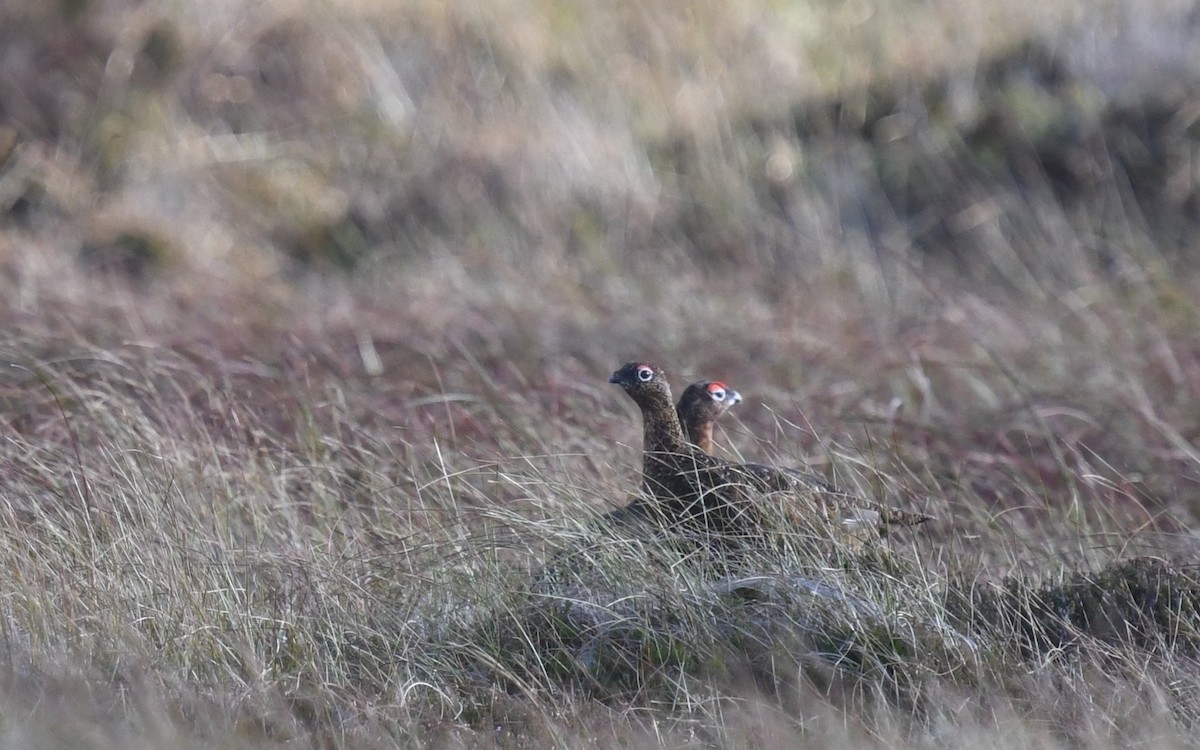 Willow Ptarmigan - ML643704143