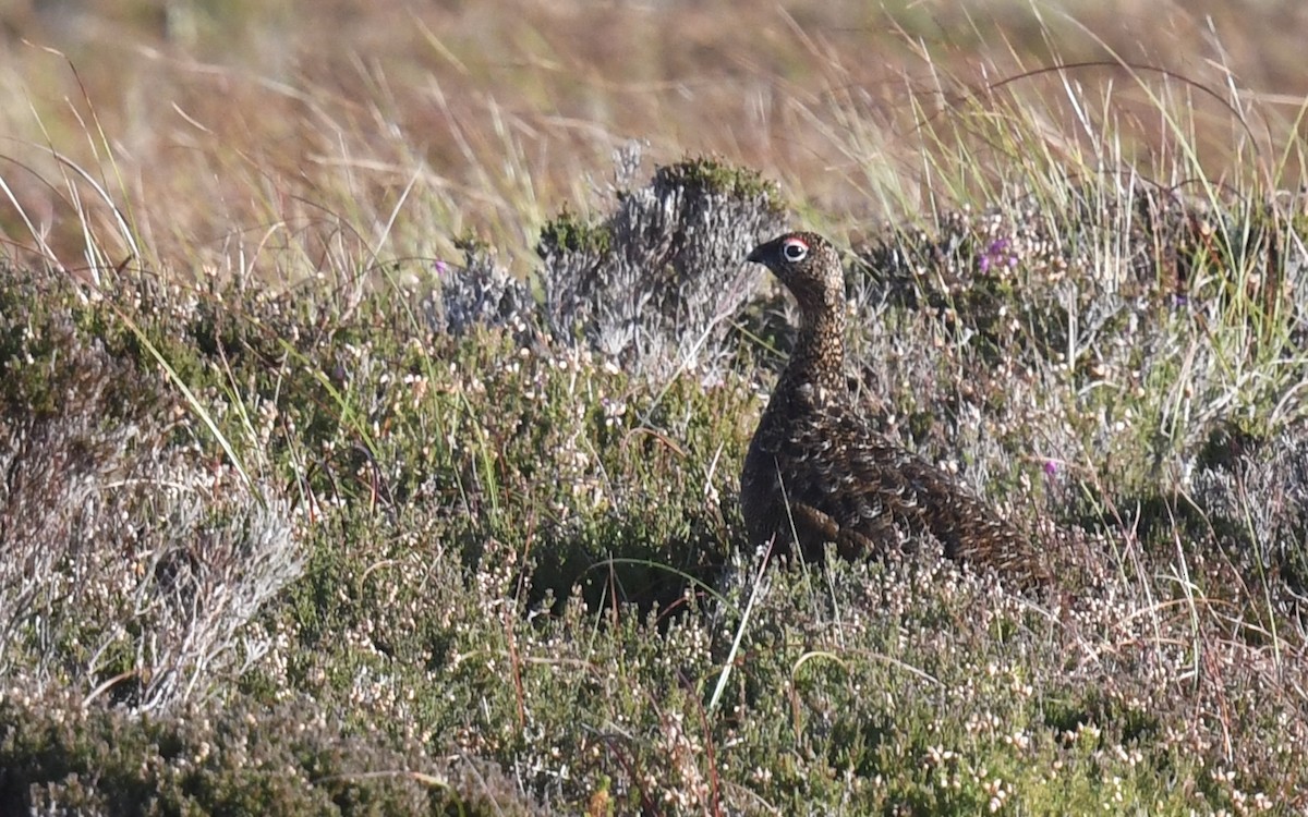 Willow Ptarmigan - ML643704144