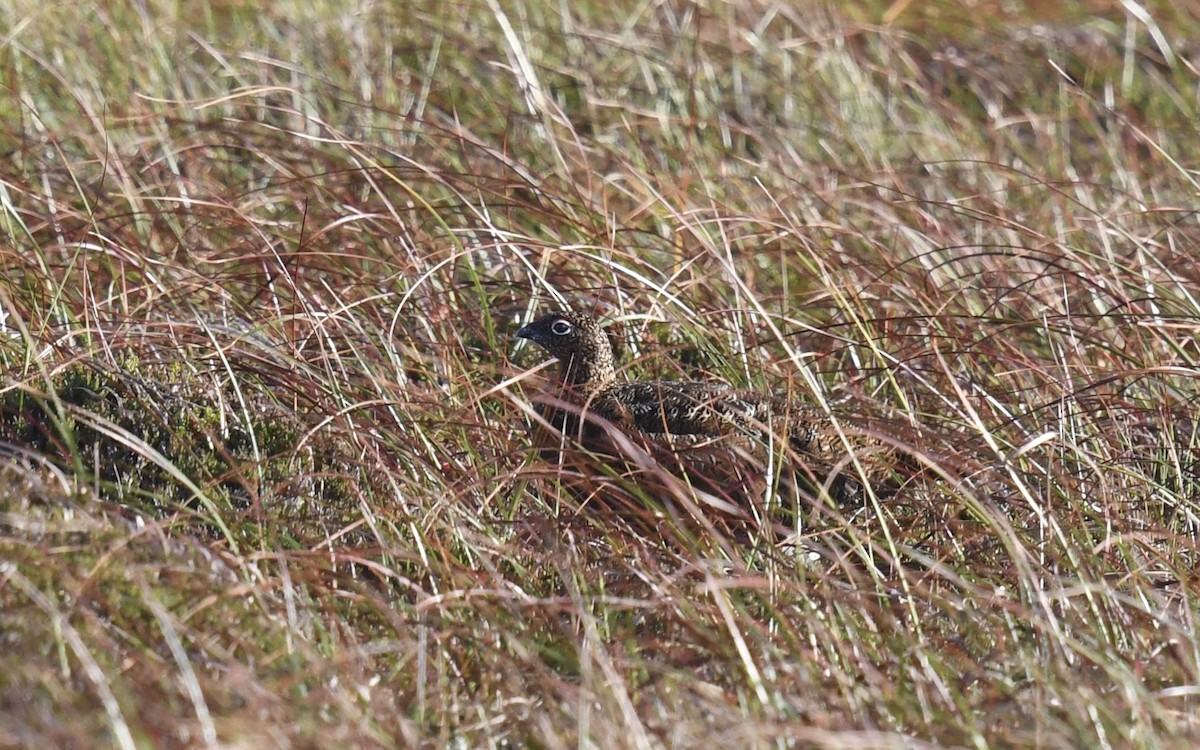 Willow Ptarmigan - ML643704145