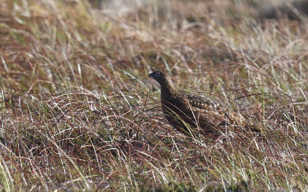 Willow Ptarmigan - ML643704146