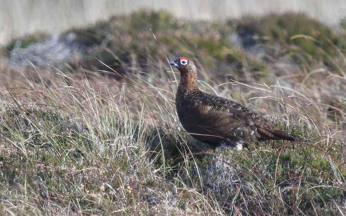 Willow Ptarmigan - ML643704147