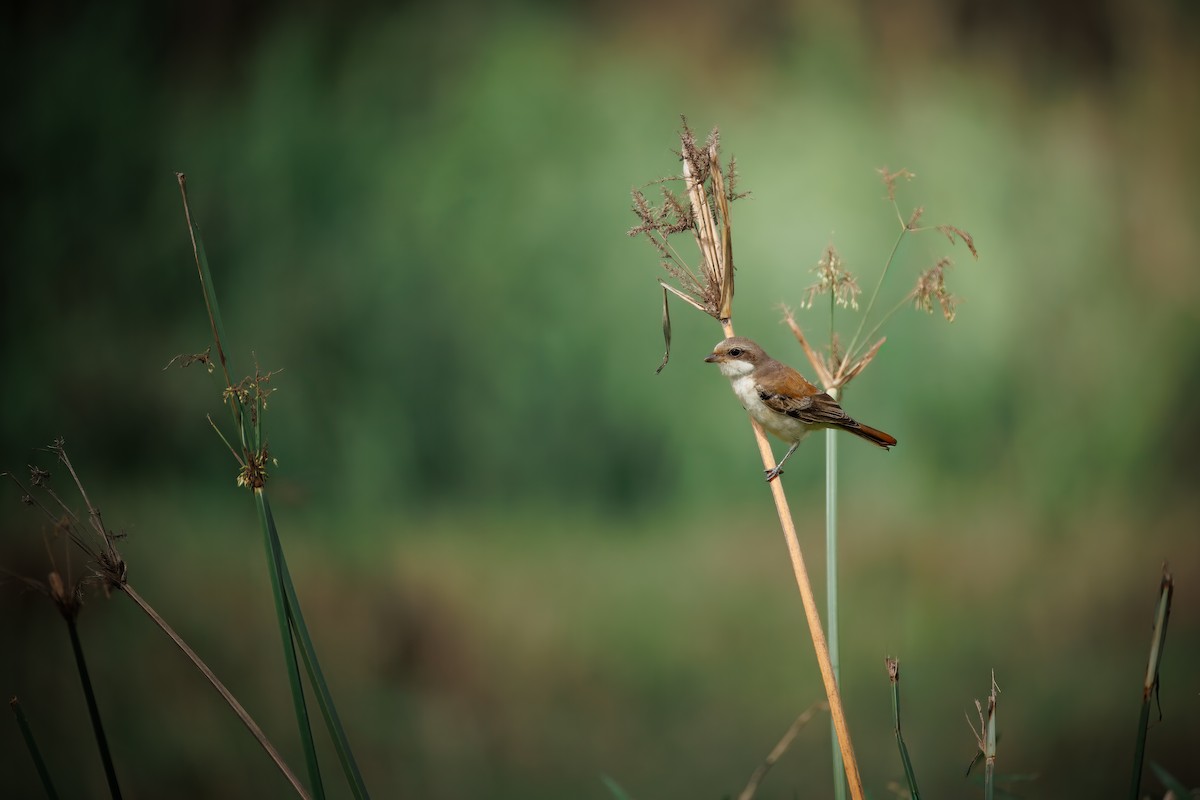 Brown Shrike - ML643704153