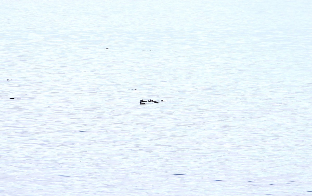 Common Murre - ML643704166