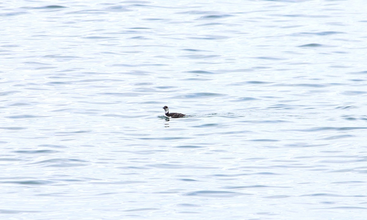 Common Murre - ML643704167