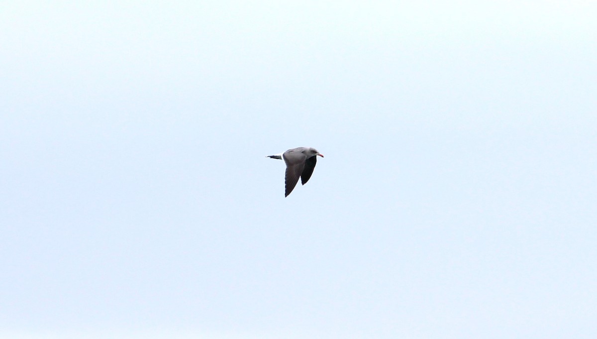 Heermann's Gull - ML643704194