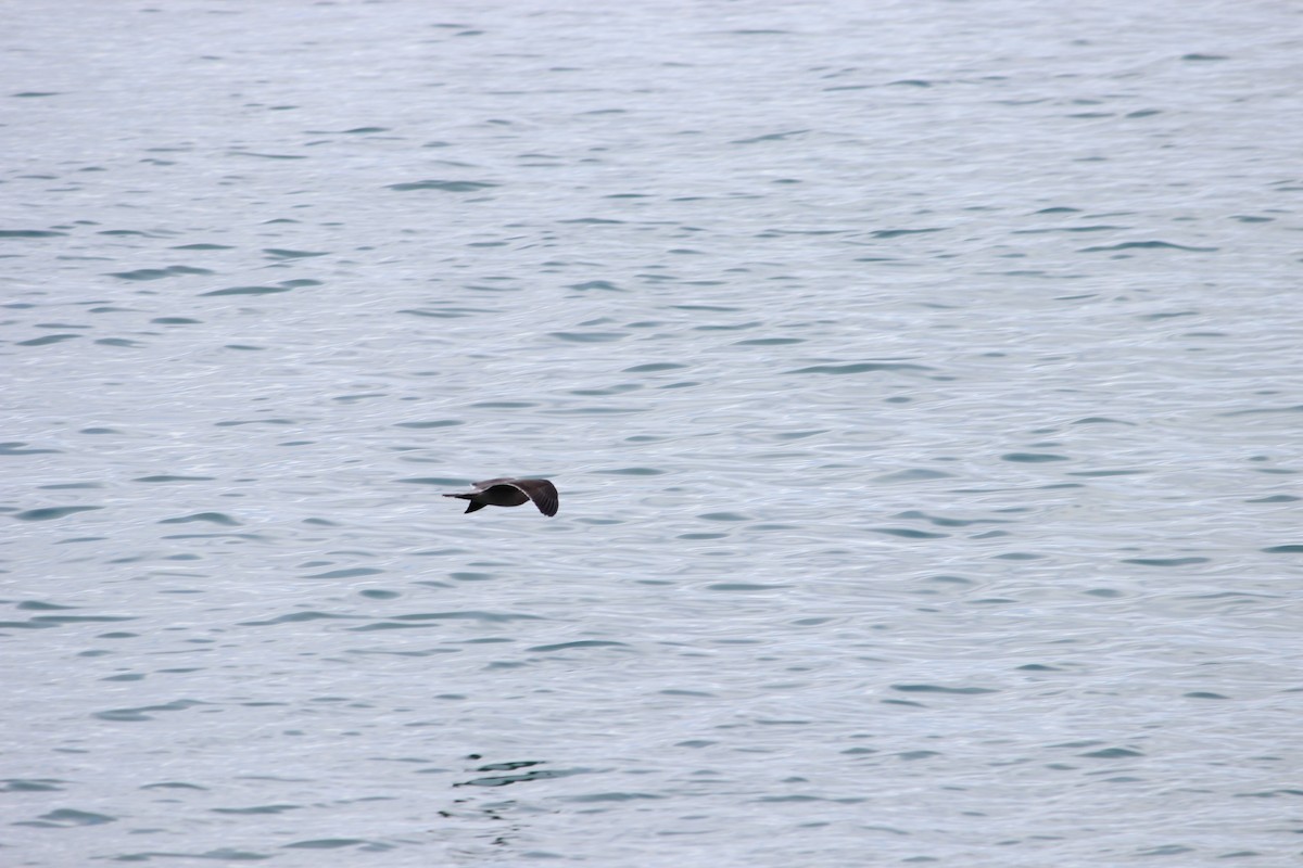 Heermann's Gull - ML643704196