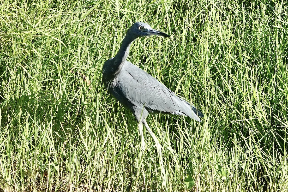 Little Blue Heron - ML643704207