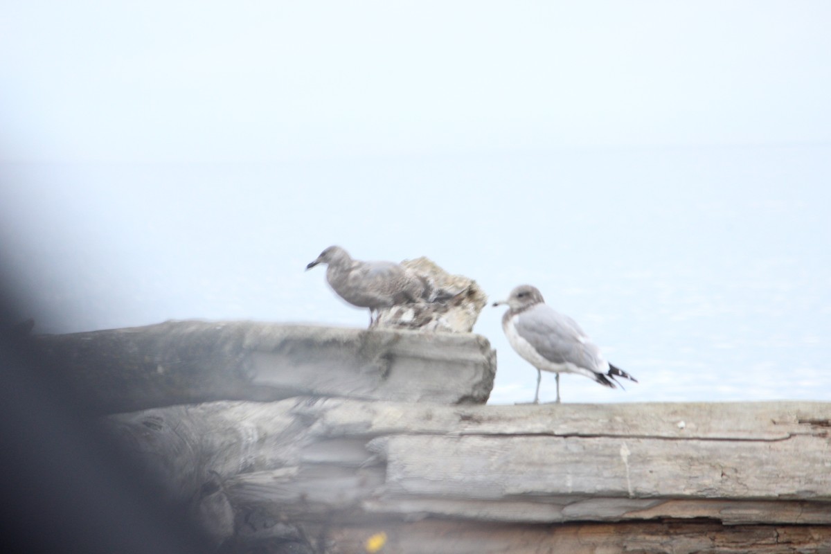 Short-billed Gull - ML643704219