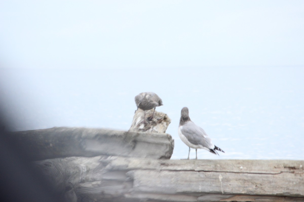 Short-billed Gull - ML643704220