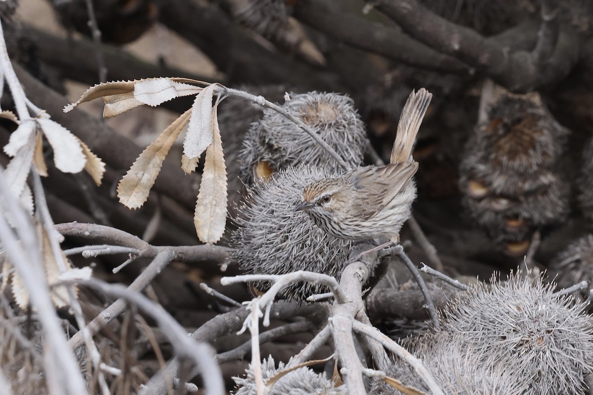 Rufous Fieldwren - ML643704238