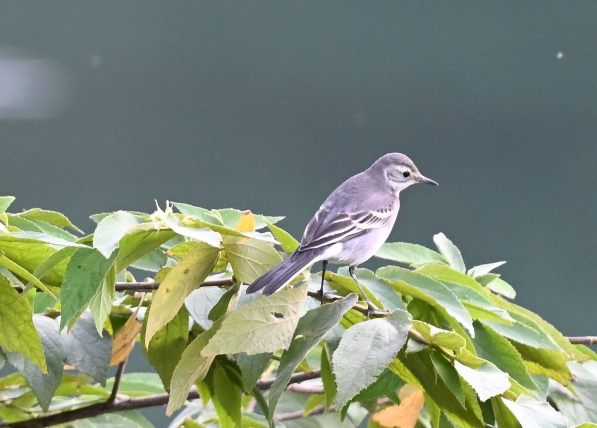 Citrine Wagtail - ML643704247