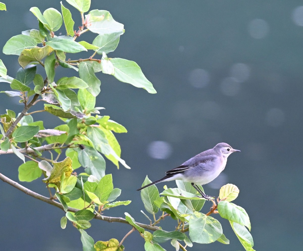 Citrine Wagtail - ML643704248