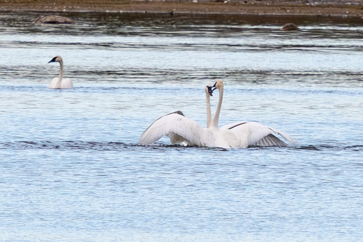 Trumpeter Swan - ML643704258