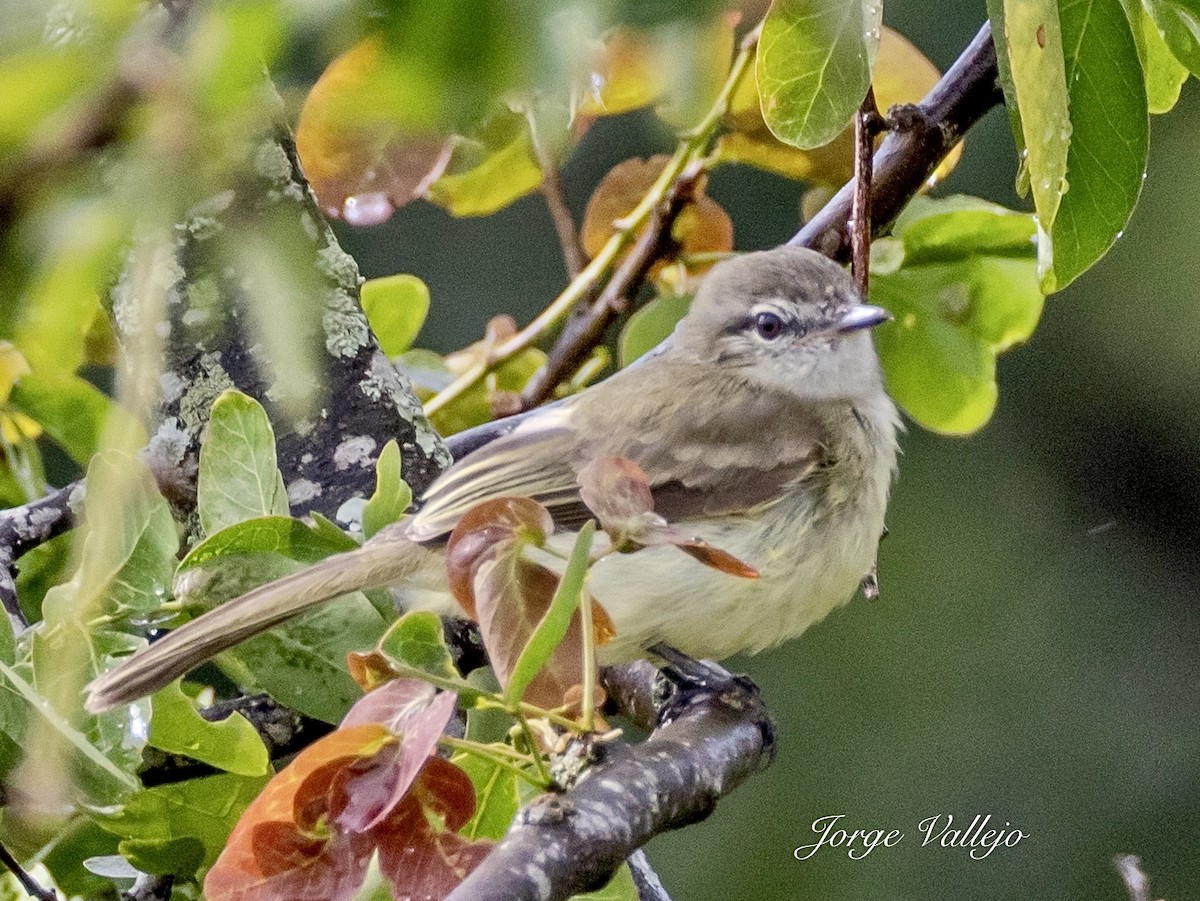Greenish Elaenia - ML643704259