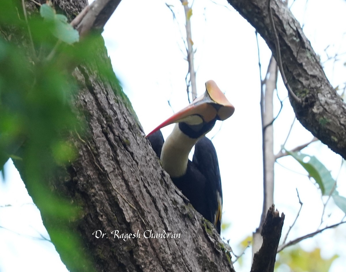 Great Hornbill - ML643704267