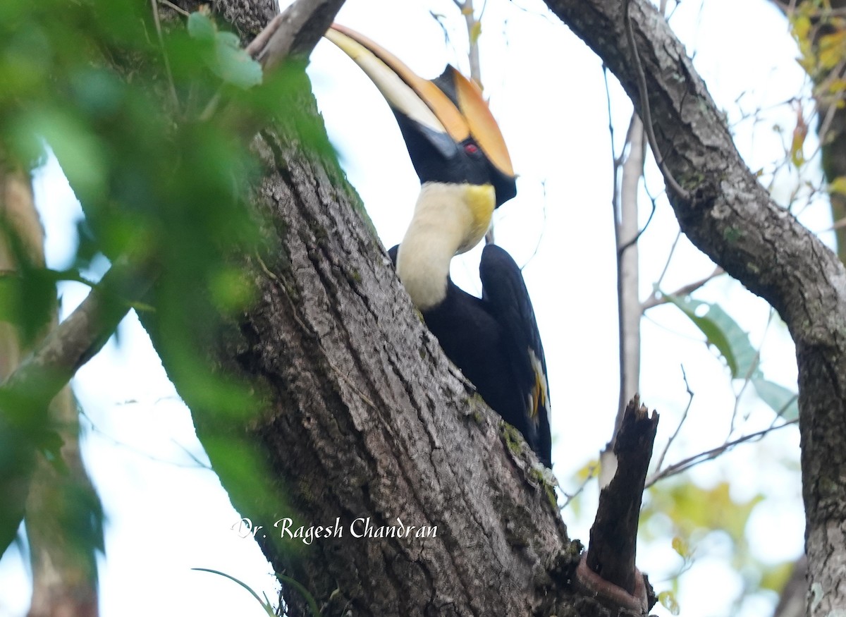 Great Hornbill - ML643704268