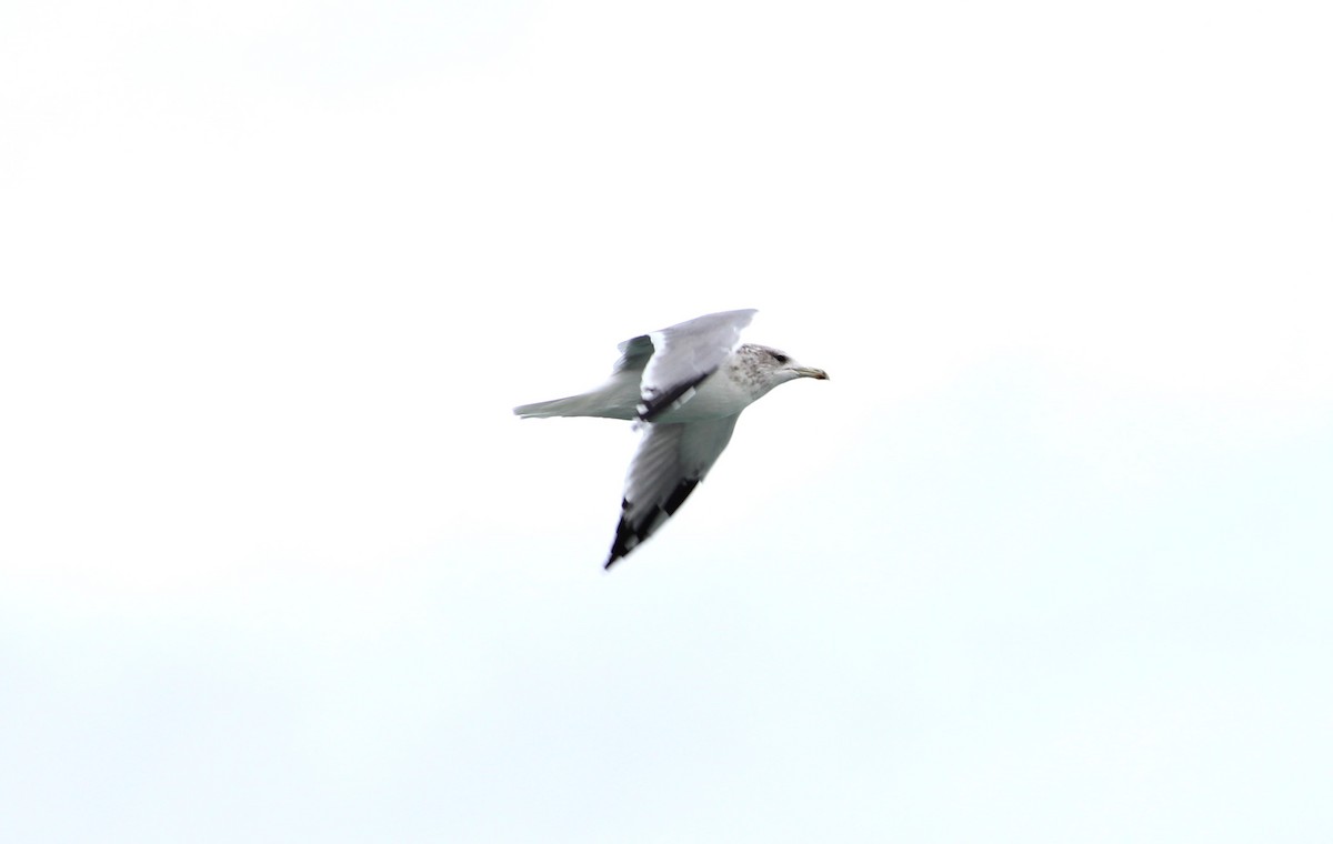 California Gull - ML643704269
