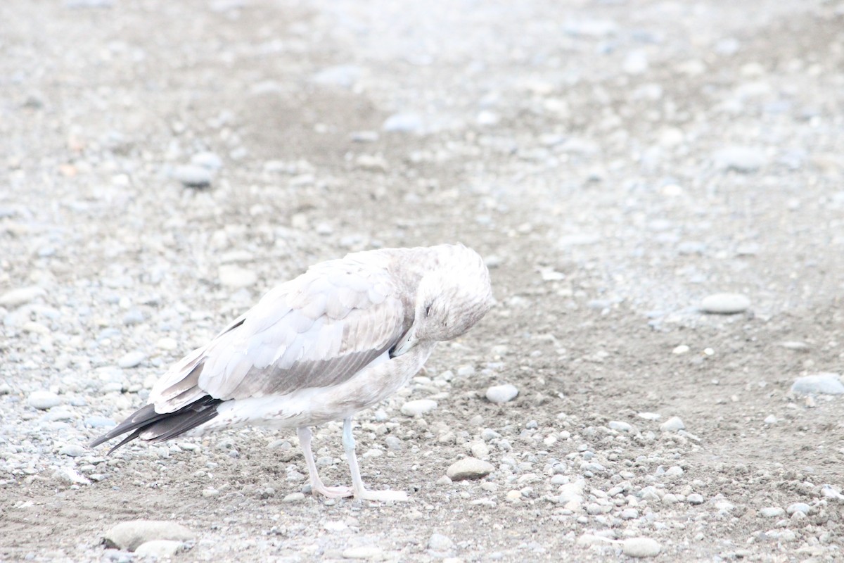 California Gull - ML643704270