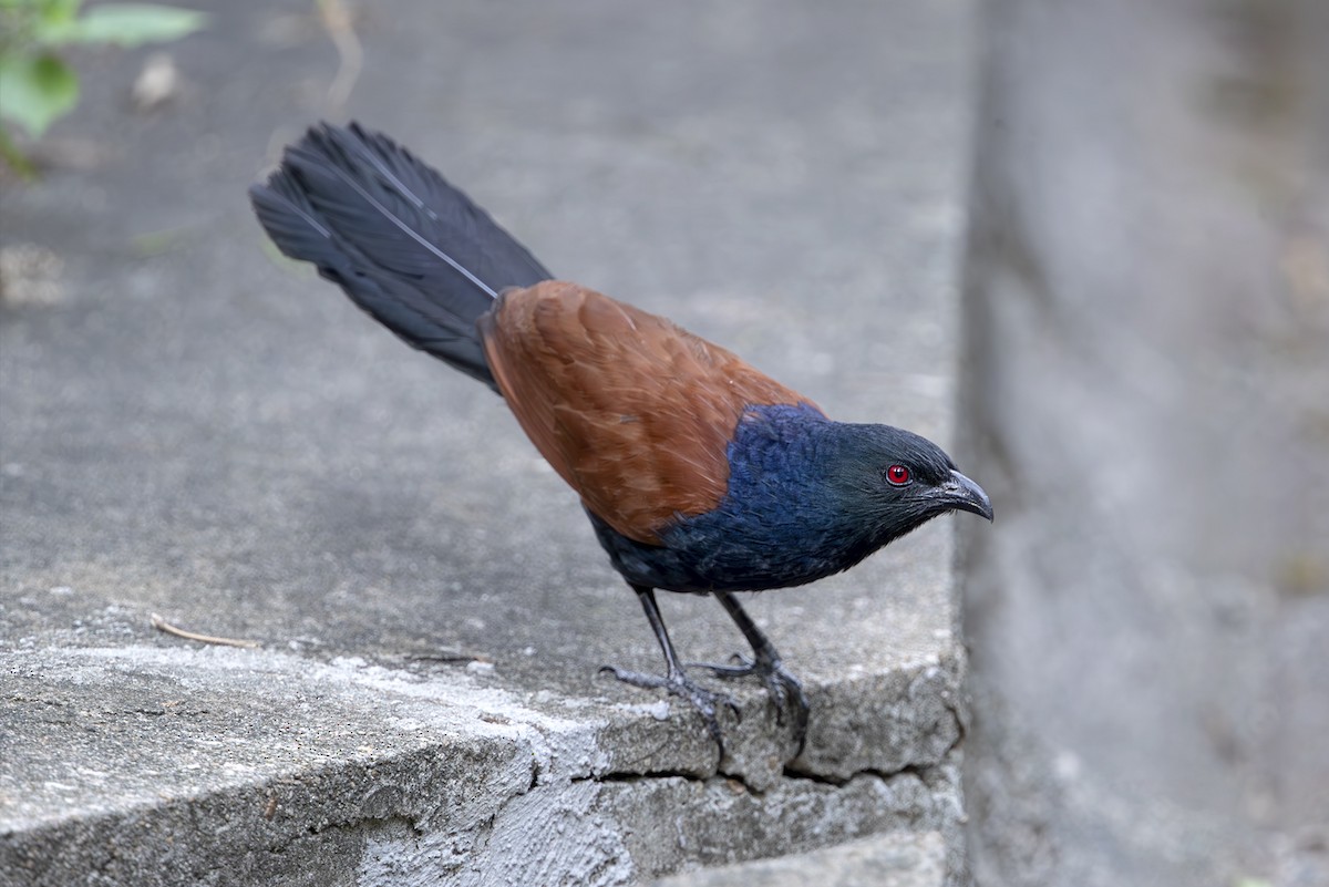 Greater Coucal (Greater) - ML643704274
