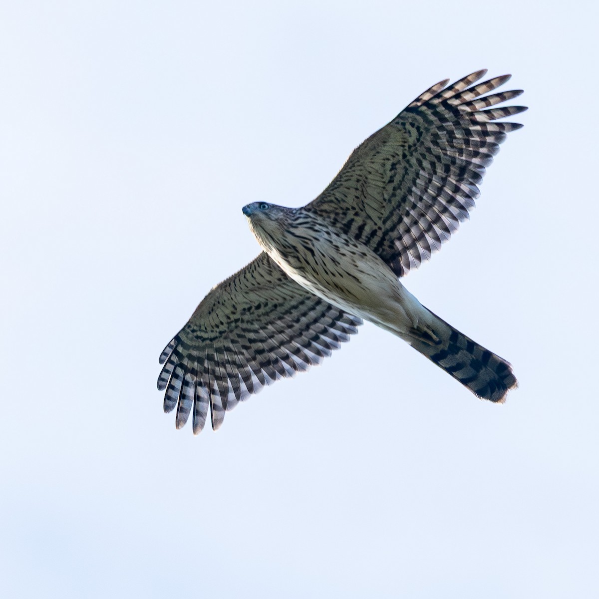 Cooper's Hawk - ML643704282