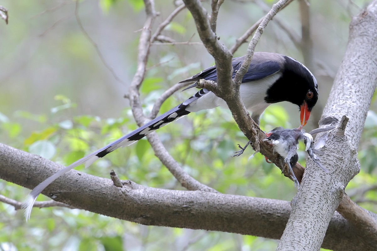 Red-billed Blue-Magpie - ML643704287