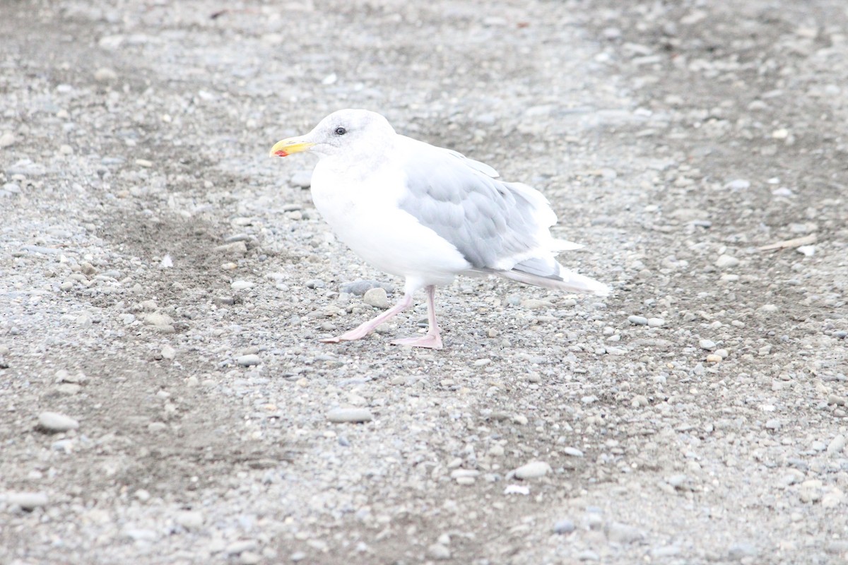 Glaucous-winged Gull - ML643704288