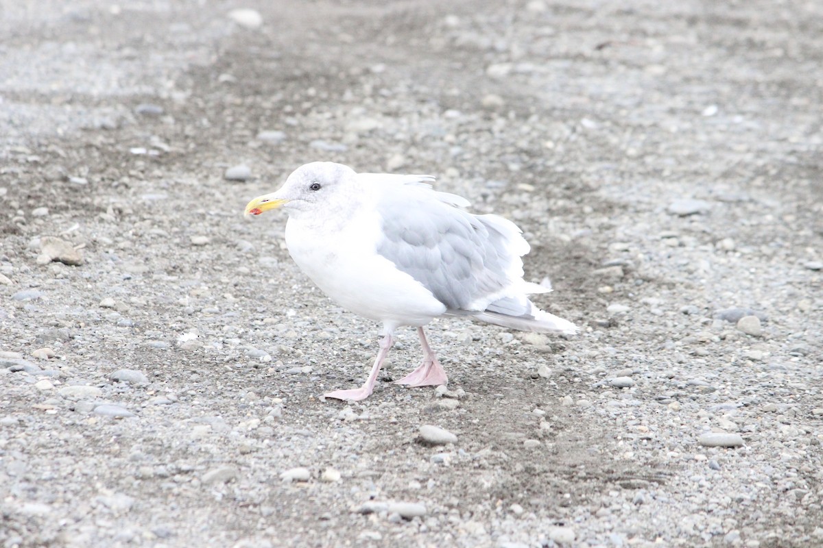 Glaucous-winged Gull - ML643704289
