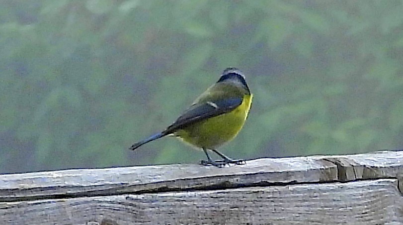 Өрнийн хөх бух - ML643704320