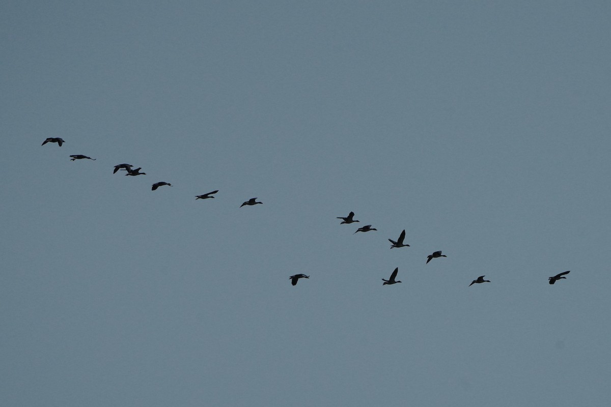 Graylag Goose - ML643704322