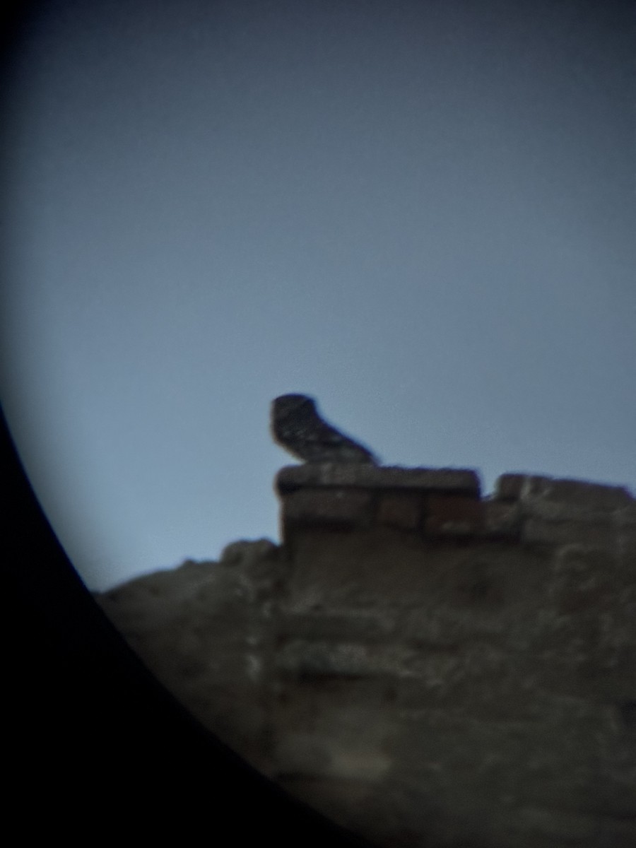 Little Owl - ML643704346