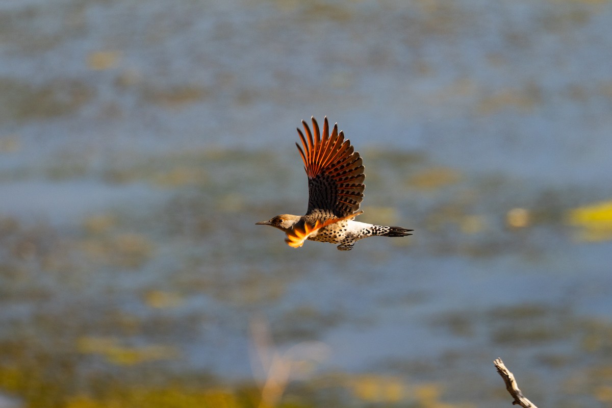 Northern Flicker - ML643704351