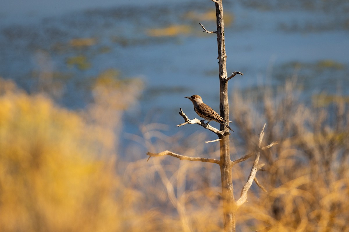 Northern Flicker - ML643704353